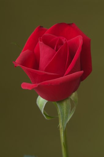 薔薇