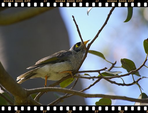 オーストラリアの鳥の写真