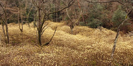 黄色いミツマタ