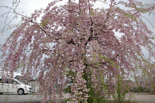 八重紅枝垂桜と愛車