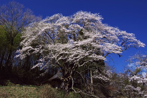 親王桜