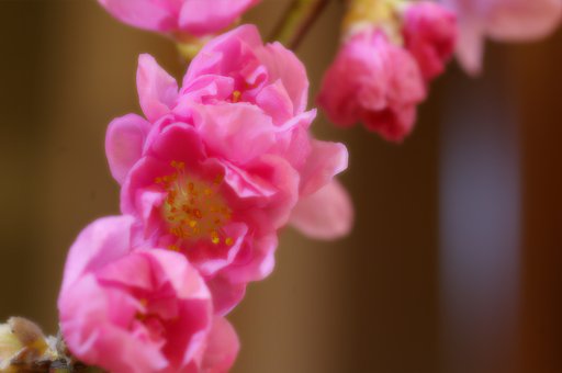 桃の節句のお祝いです