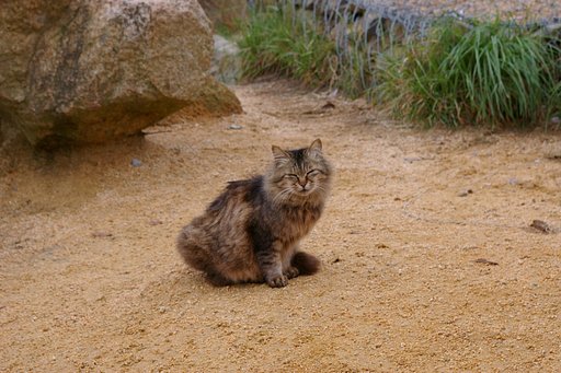 六甲のチシャ猫