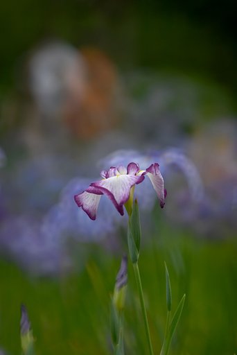 菖蒲も難しい、、