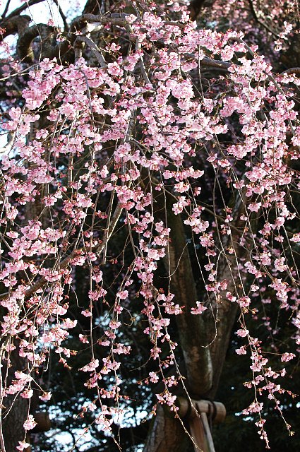 枝垂桜