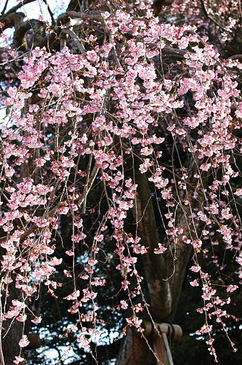 枝垂桜