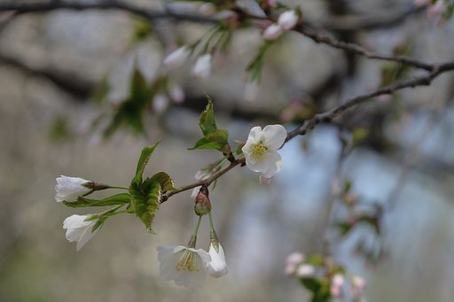 若桜