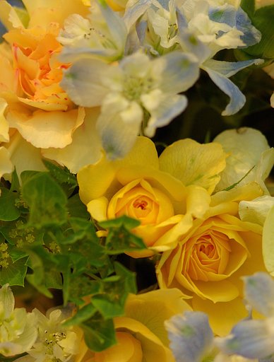『花』薔薇