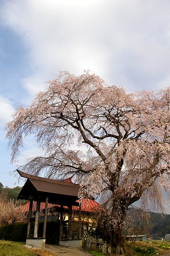 桜をめぐる冒険　＃４