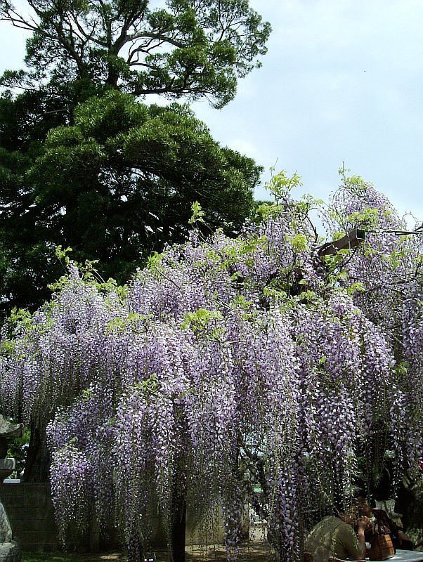 藤の花