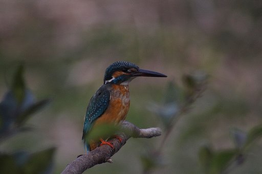 かわせみ　SIGMA70-300mm