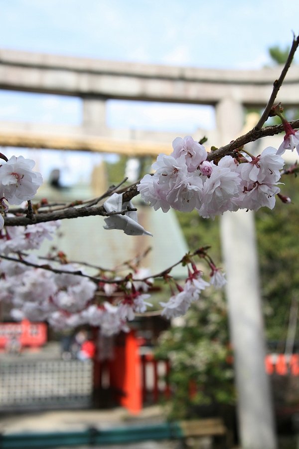 神社の【花】