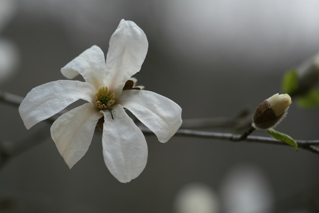 花と蕾