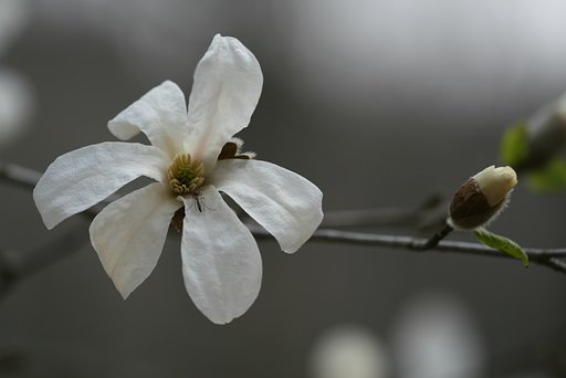 花と蕾