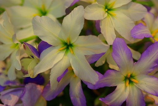 『花』名もない花でござんすが
