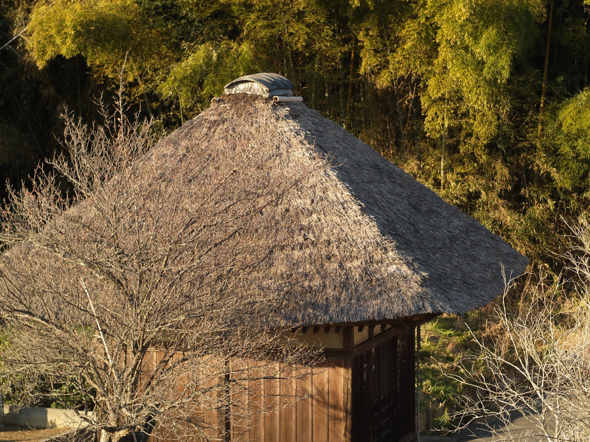 【写楽】梅は咲いたか桜はまだかいな！