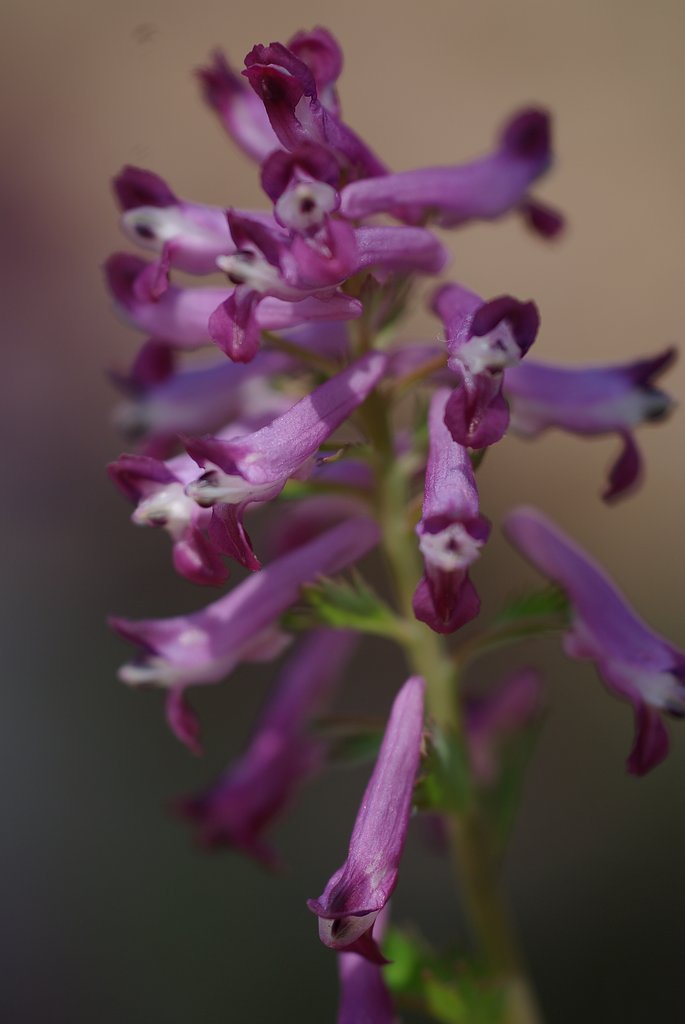 Spring ephemeral