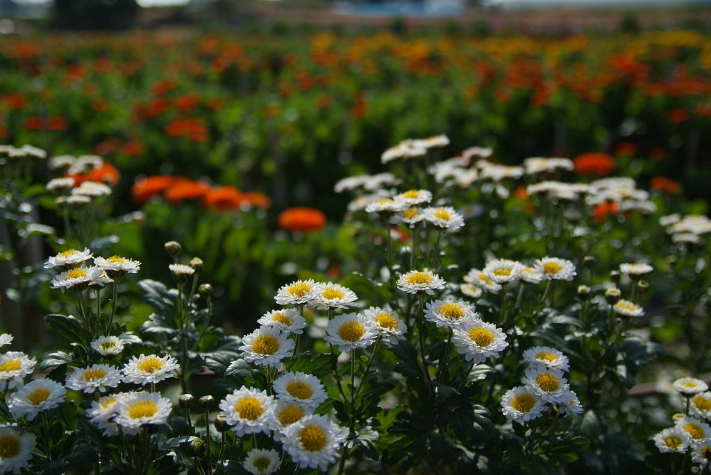お花畑