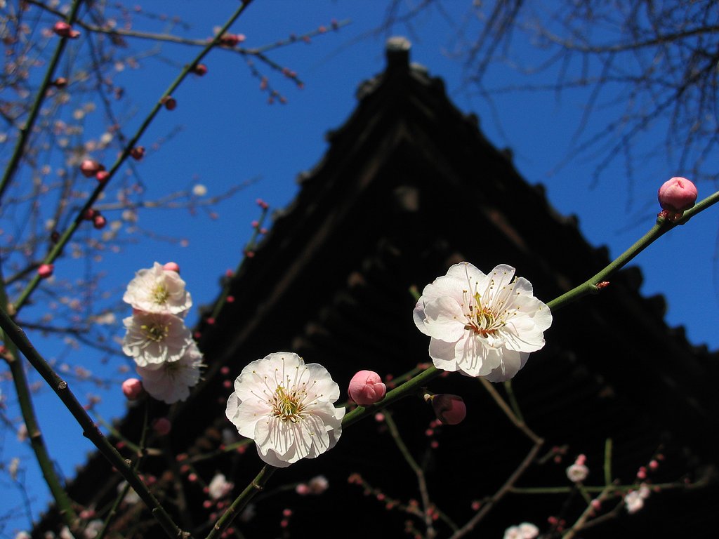 神社朝景
