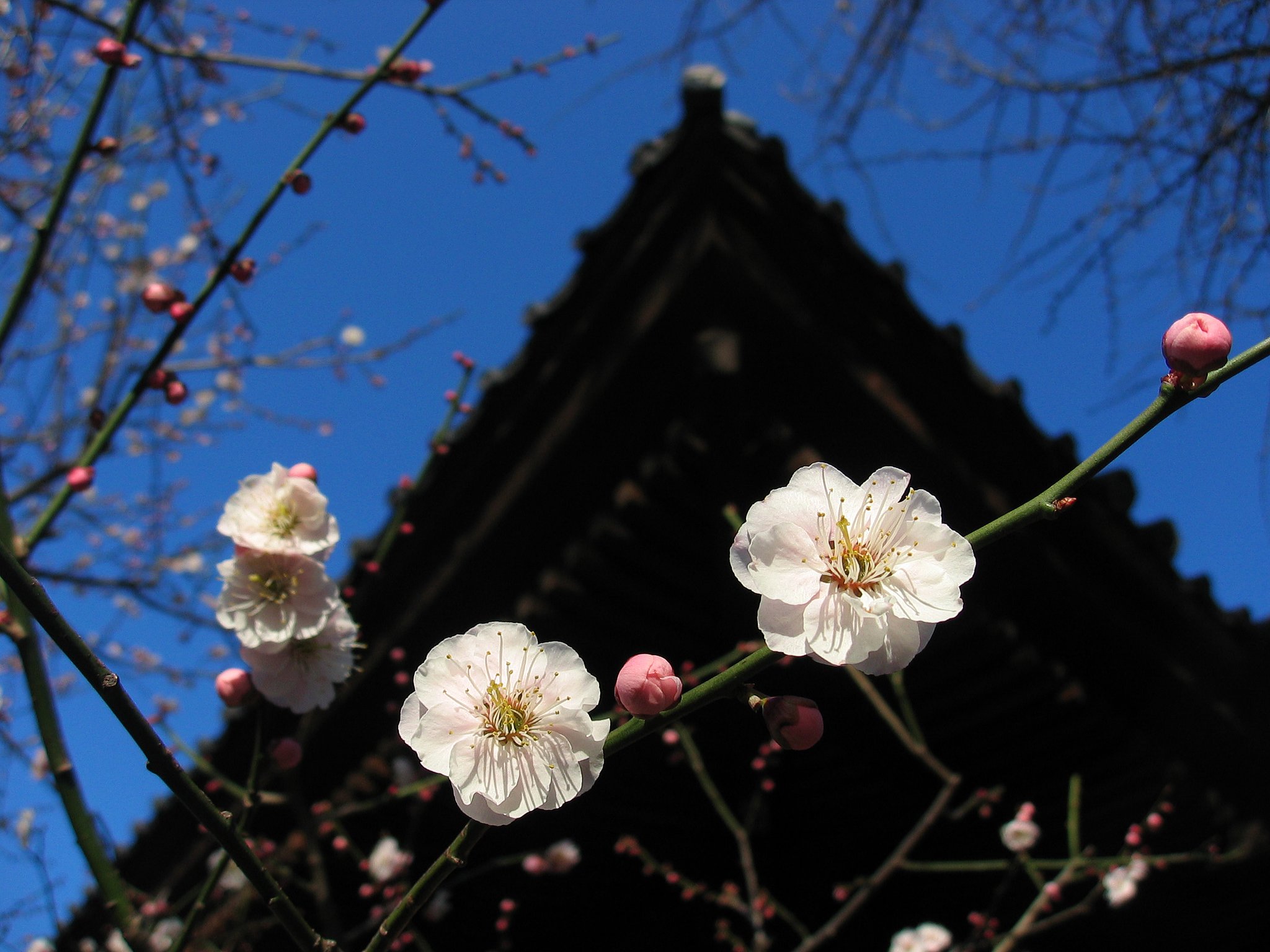 神社朝景
