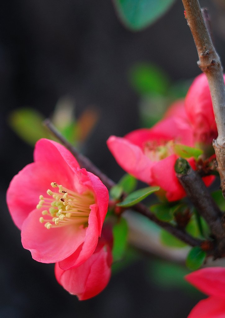 ももの花です。