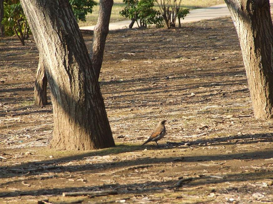 鳥の撮影は、タイミング？