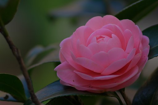 寒椿