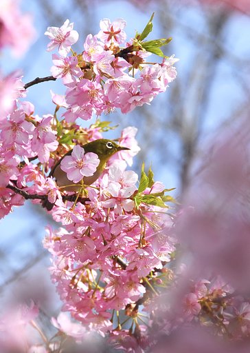花よりメジロ？
