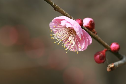 紅梅№２