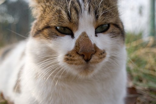寄って寄って