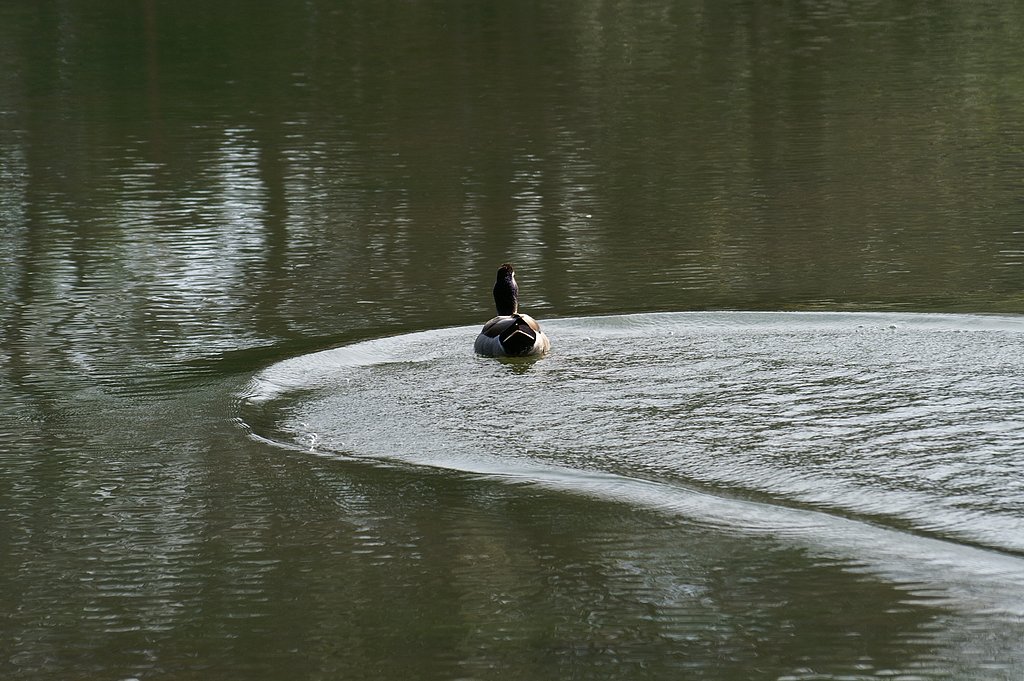 水面