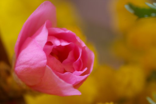 【花】桃の節句