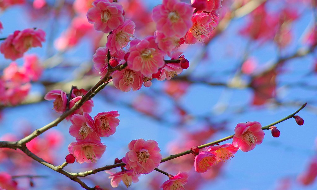 『花』晴天に梅