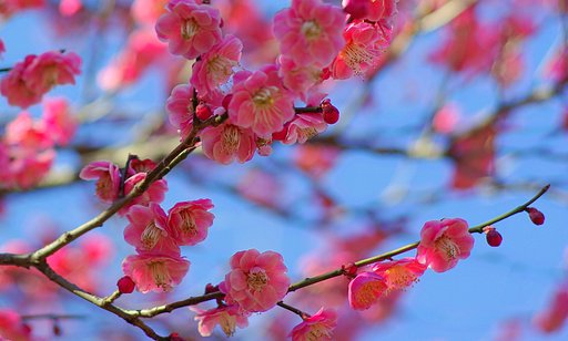 『花』晴天に梅