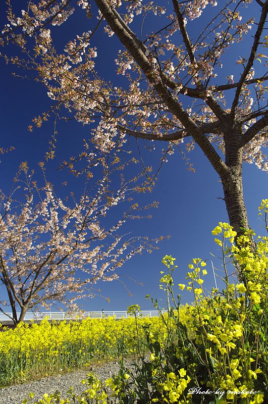桜と菜の花と自転車と・・・