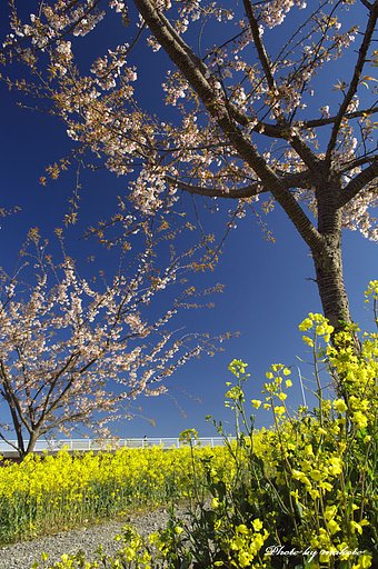 桜と菜の花と自転車と・・・