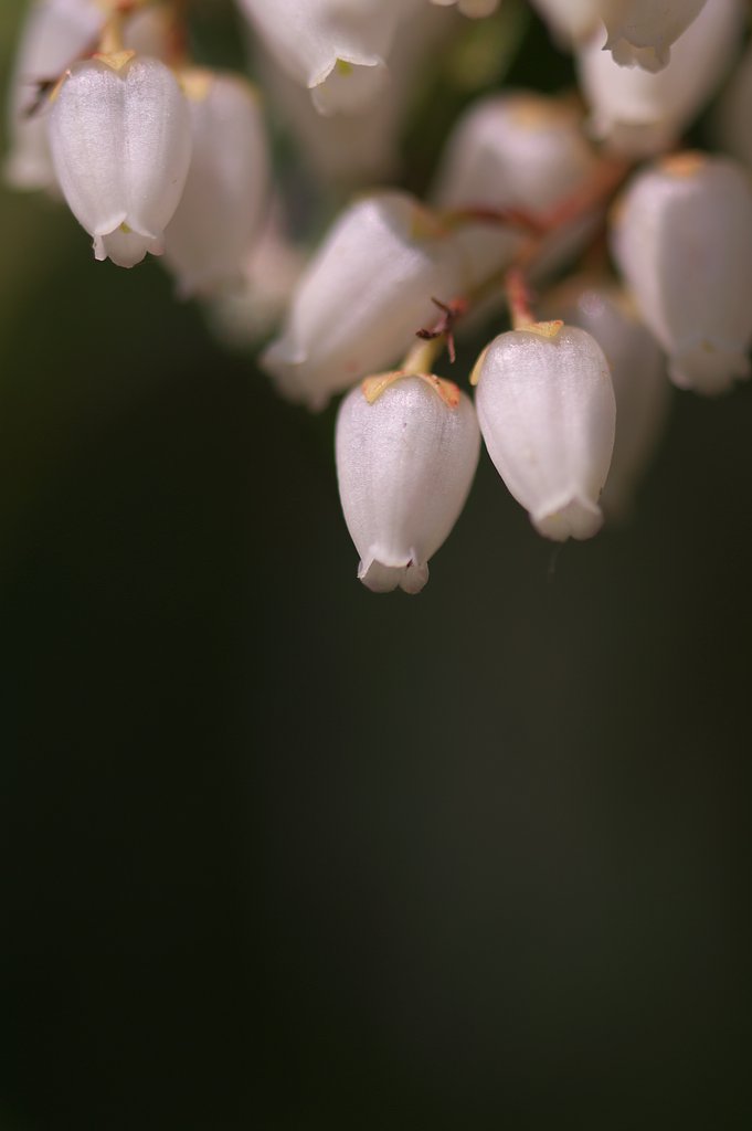 アセビ（馬酔木）　白