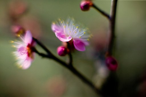 皆さんのすむ場所でも梅が咲きましたか？