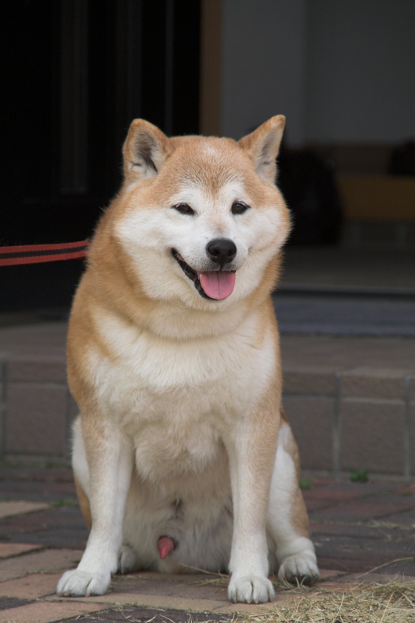 今日も秋田とまちがえられました（＿＿；）