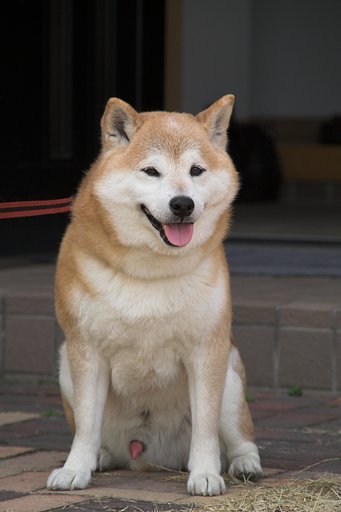 今日も秋田とまちがえられました（＿＿；）