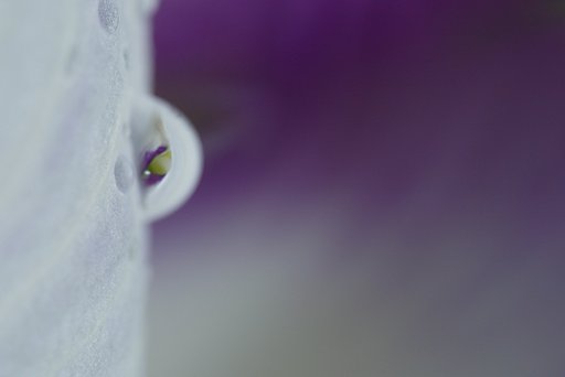 水玉惑星