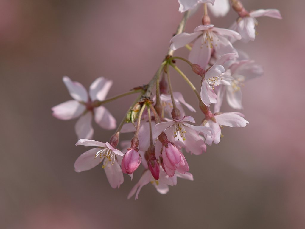 しだれ桜