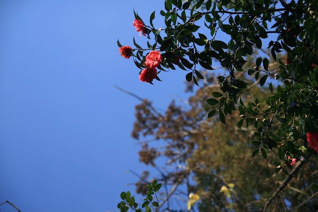 節分の空