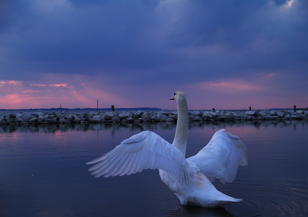 wing
