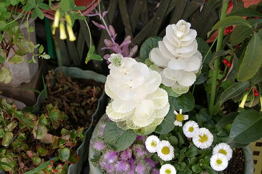 裏通りにも花が咲く・解題