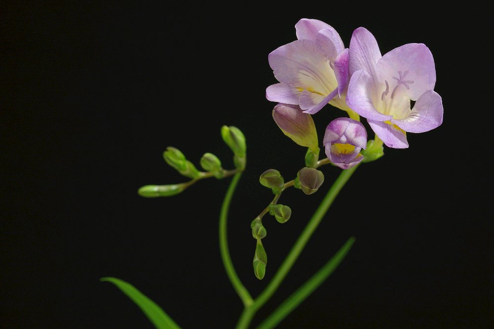 紫の花