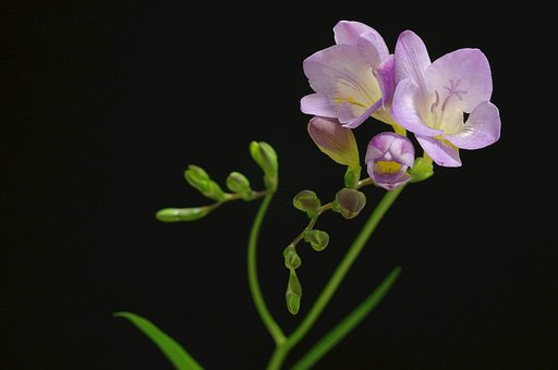 紫の花