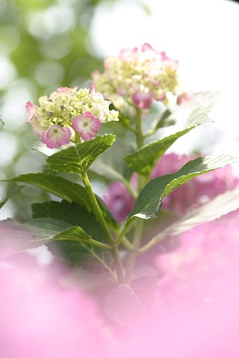 梅雨の象徴