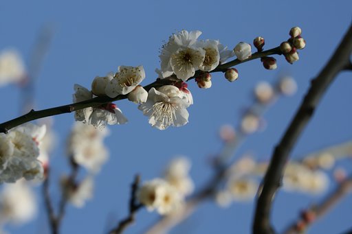 【写楽】白梅