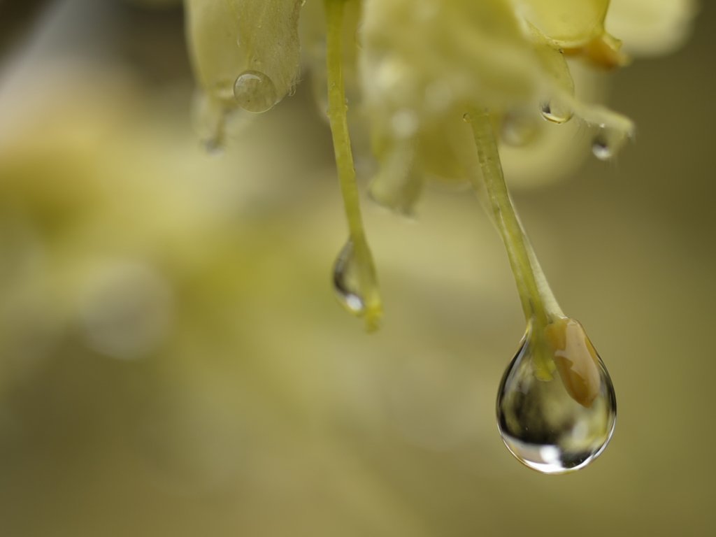 庭にて雫。